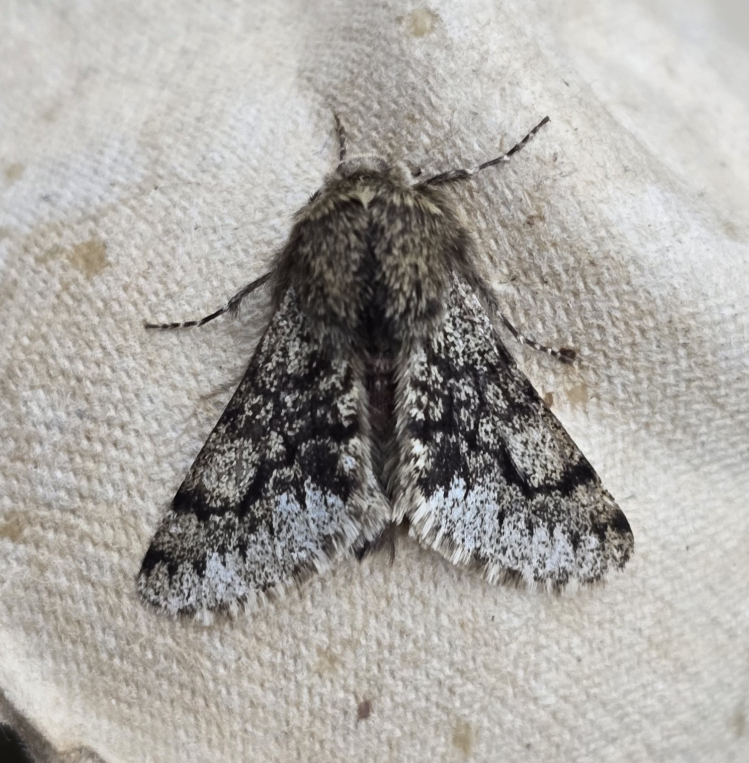 Photo of Small Brindled Beauty (Apocheima hispidaria)